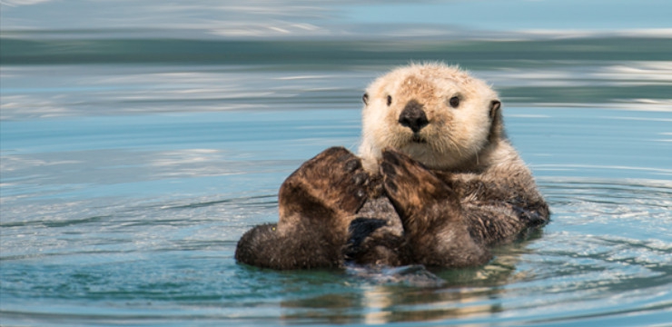 Ever seen an Alaskan Sea Otter?